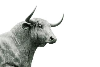 bull-market-no-bear bull-market-no-bear